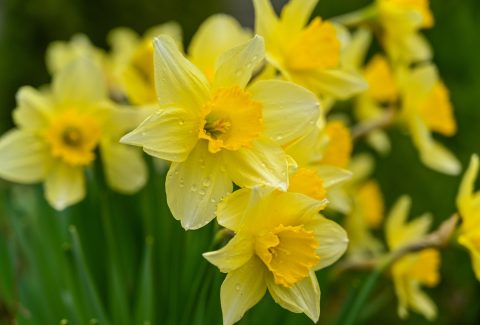 wild-daffodils-gf4fa3e243_1920