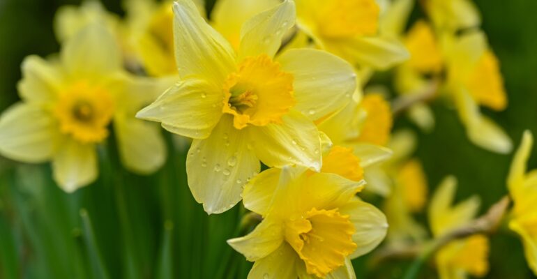 wild-daffodils-gf4fa3e243_1920