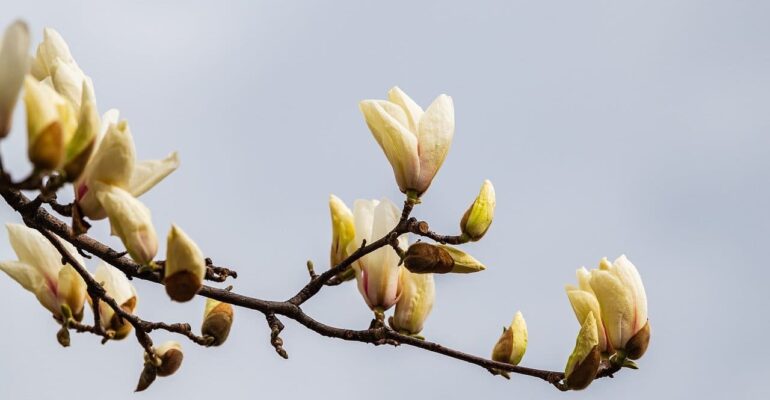 magnolia-8609277_1280 (1)