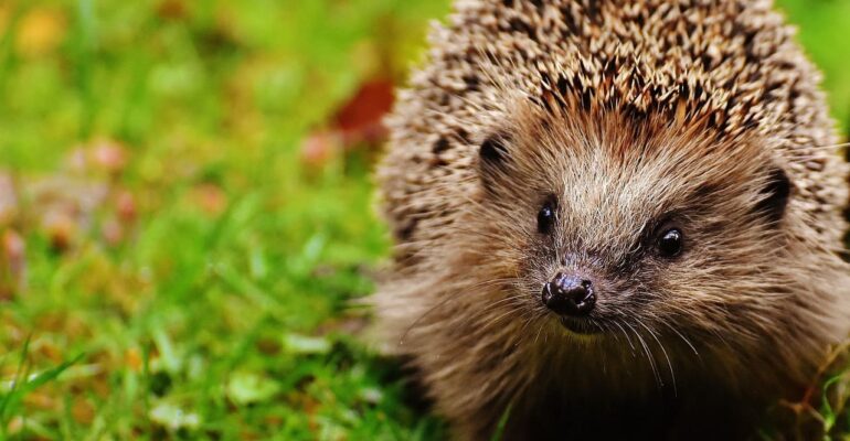 hedgehog-1759505_1280 (1)