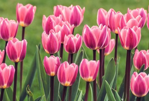 tulips-4113068_1280 (1)