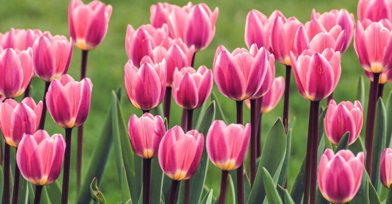 tulips-4113068_1280 (1)